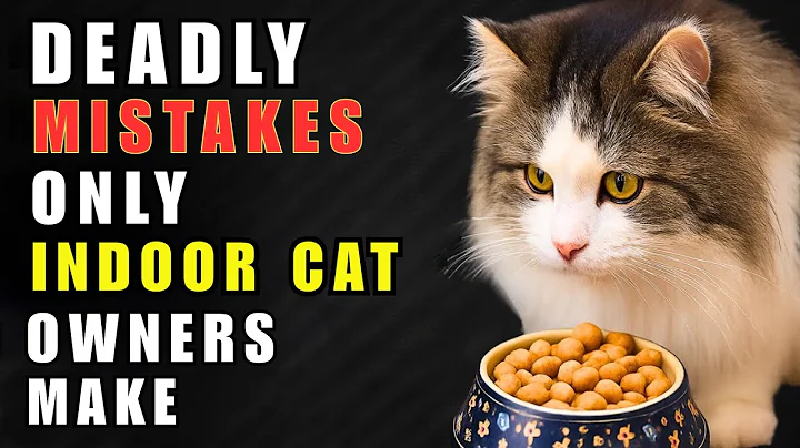 If You Have an Indoor Cat, Never Do This – 7 Deadly Mistakes Most Cat Owners Make