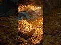 Gold Cave Wealth Shorts Music Money Images Unbelievable All That Glitter Trending Explore 