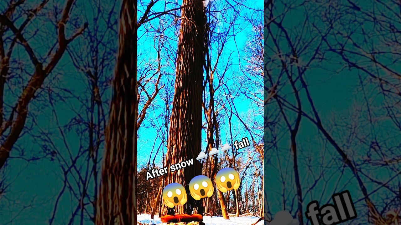 Falling tree!after snow 🌨️ 🌨️ 🌨️ fall!