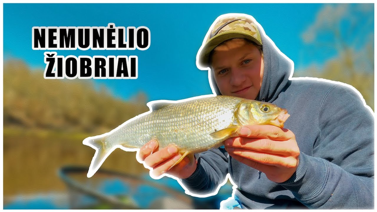 Žiobrių žūklė Nemunėlyje | Kaip pagauti žiobrį ?