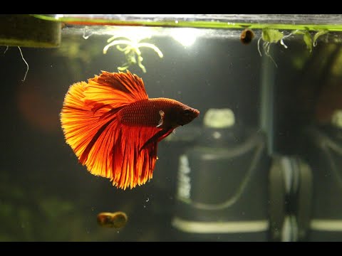 Рыбка Петушок / Betta splendens