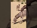 کھوتے نے گدھے کے ساتھ کیا کیا ہے ویڈیو وائرل    