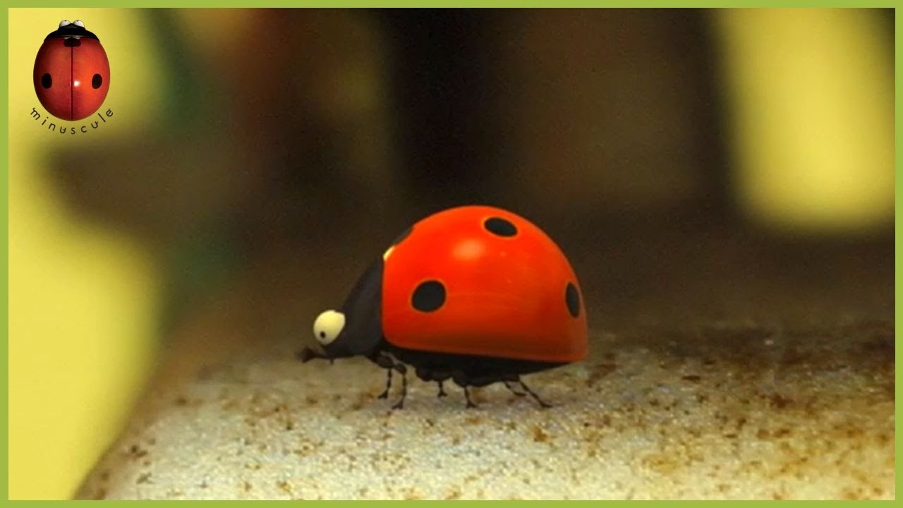 The Iron Monster | Minuscule 🍃 50' Compilation