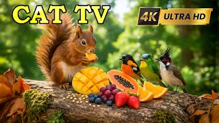 Cat TV for Cats to Watch 4K 🍃 Whispering Forest with Birds and Squirrels in a Calm Green Haven screenshot 5