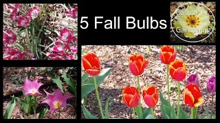 5 Easy and Beautiful Fall Planted Bulbs by Casual Gardening with Dustin 60 views 5 months ago 12 minutes, 29 seconds