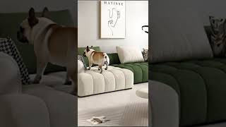 Cozy Home Furniture With Pets Modern Sofa Collection