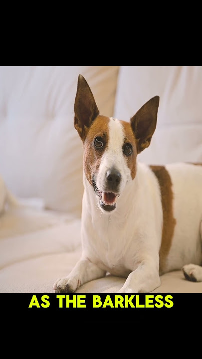 Basenji The Silent Mystery Dog