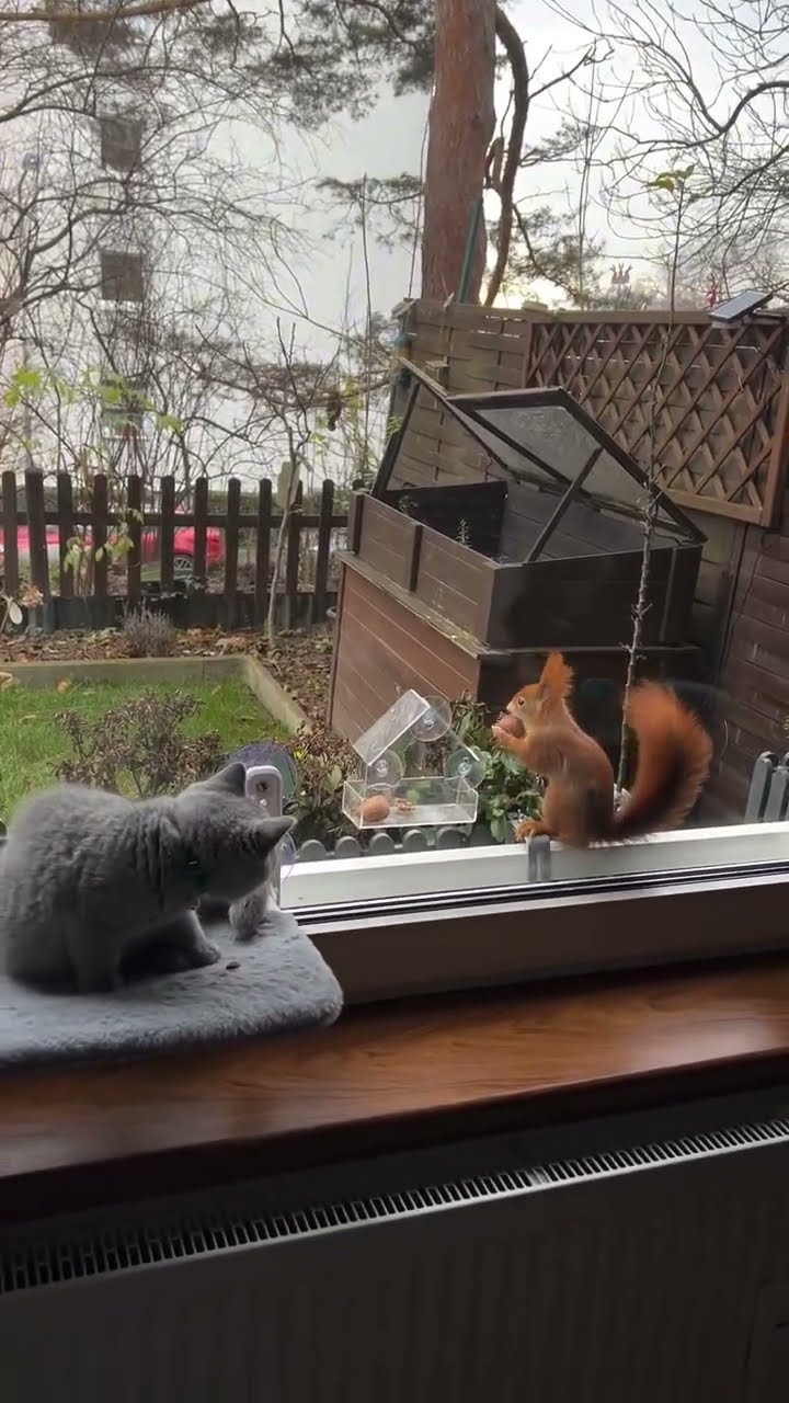 Bébé chaton très mignon ♥️ ♥️ ♥️ ♥️