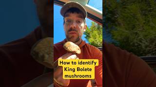 King Bolete mushroom identification