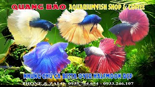 NHỮNG CHÚ CÁ BETTA OVER HALFMOON ĐẸP-P2 #cácảnh #cathuysinh #bettafish #bettahalfmoon