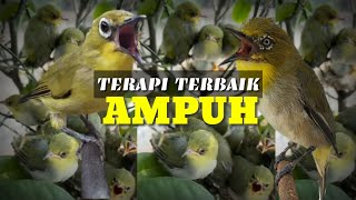 MASTERAN TERAPI dan PANCINGAN PLECI MONTY atau MONTANUS NEMBAK YANG PALING AMPUH ATASI MACET BUNYI