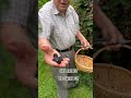 Nonno Is The King Of Blackberries