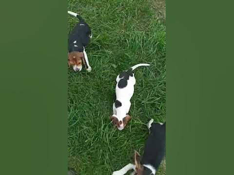 #цуценята #маленькі #бігль - YouTube