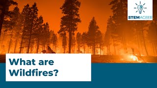 What are Wildfires, and How Do They Form?