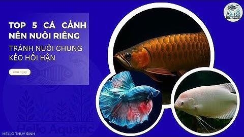5 Loài Cá Cảnh Nên Nuôi Riêng – Tránh Nuôi Chung Kẻo Hối Hận! |Hello Thủy Sinh
