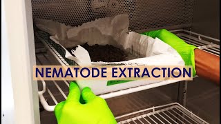 NEMATODE EXTRACTION: TRAY METHOD