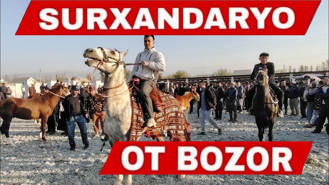 Ot Bozor Narxlari 30-Oktyabr Toy Biya Ot Narxlari Surxondaryo Ot Bozori 2025 #ot_bozor_sariosiyo