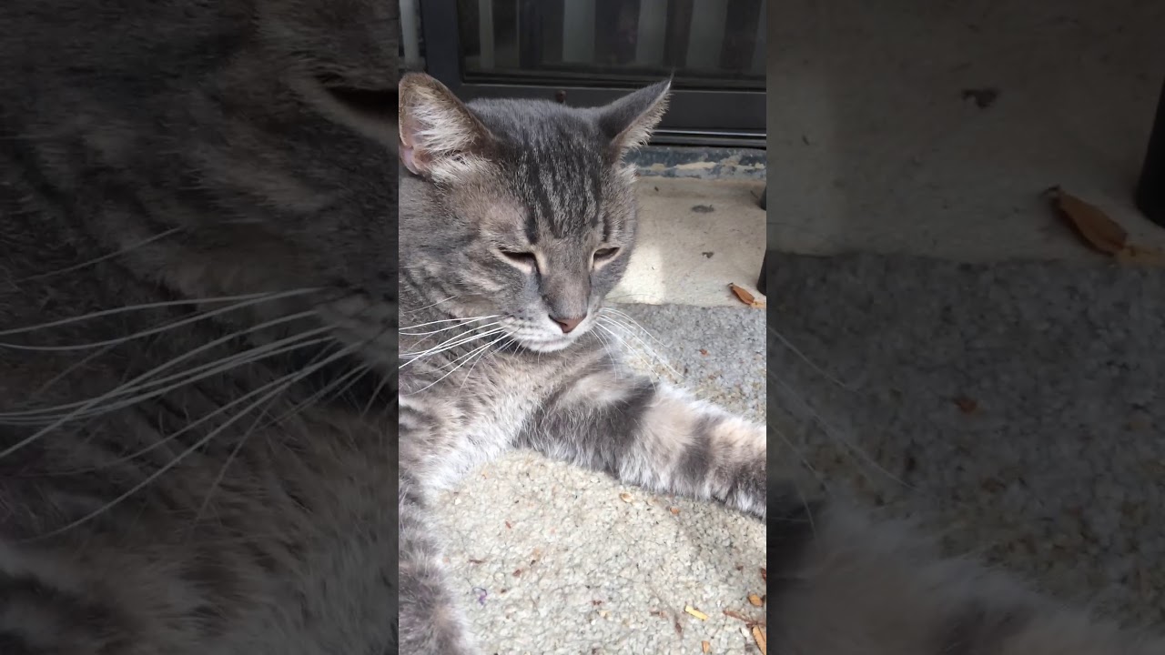 camera iphone 8 plus apk September 25, 2019
