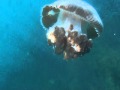 Big jellyfish in Solitary Islands Marine Park, NSW