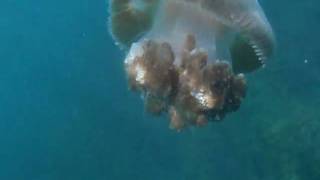 Big jellyfish in Solitary Islands Marine Park, NSW