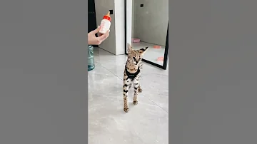 Как болтает Сервал Один😺