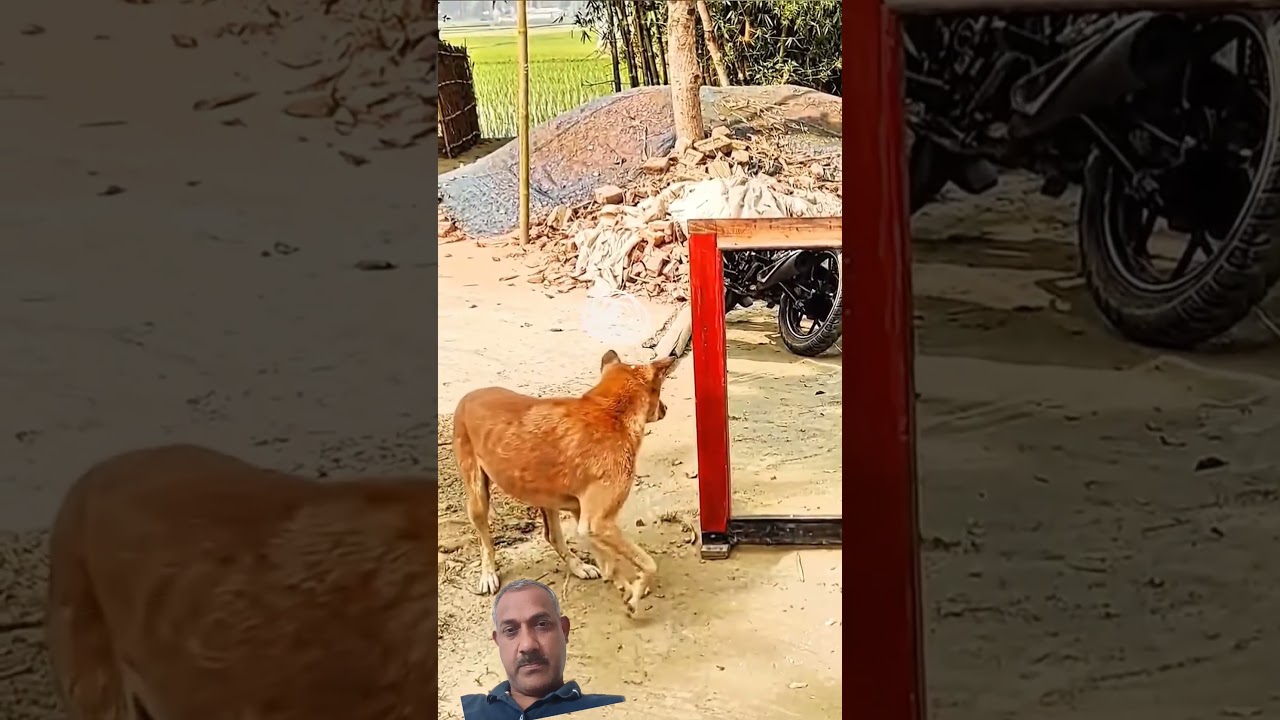 dog mirror prank 