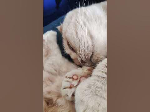 Кот соня - YouTube