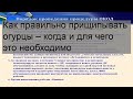 Как правильно прищипывать огурцы – когда и для чего это необходимо