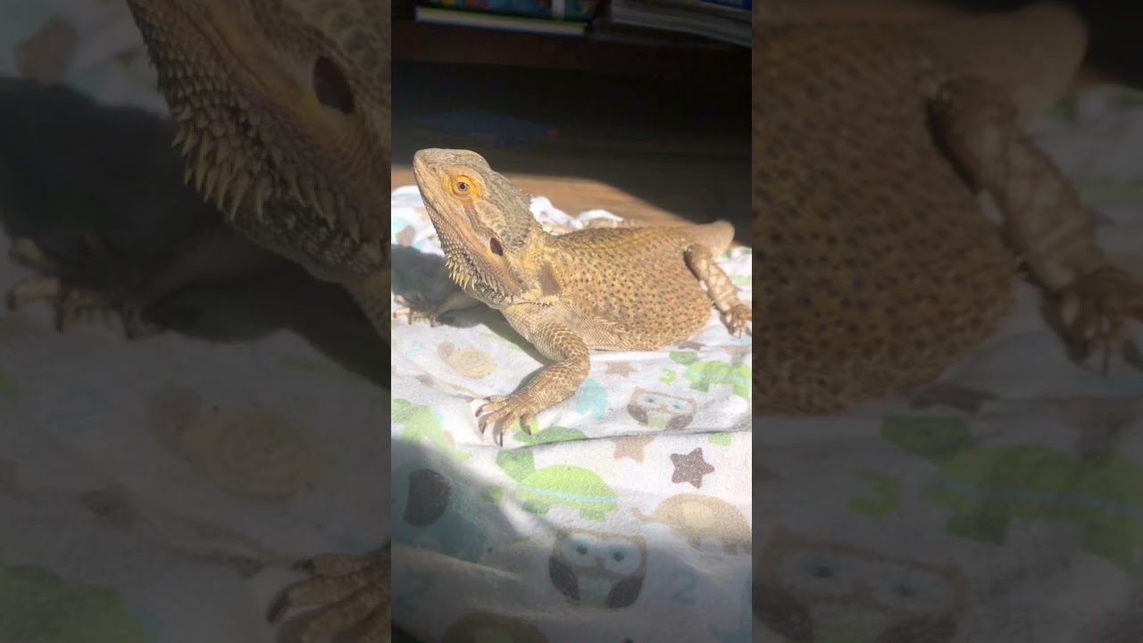 I’m a big kid now 🤣🦎