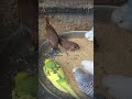 #budgies #birds #ytshorts #trendingshorts
