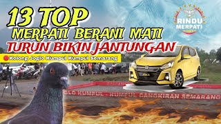 LOS ATAS EDAN LOS BAWAH MEMBAL‼️Kompilasi Merpati Turun LossDor Mobil Ayla JKK Semarang