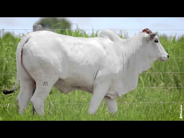 LOTE 08    MMAR 4472