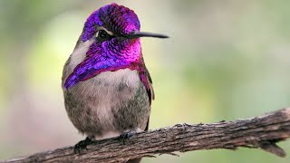 Costa's Hummingbird (The True Desert Hummingbird) by 3 Minutes Nature 5,315 views 2 years ago 3 minutes