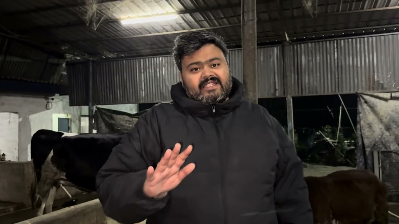 Is saal ke calves and embryo ke heifers  