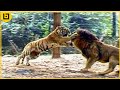 15 Incredible Predator Battles Caught on Camera