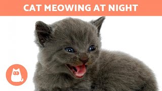 My CAT MEOWS at NIGHT  (Why and What to do)