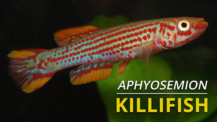 Aphyosemion Killifish - Beautiful and Diverse