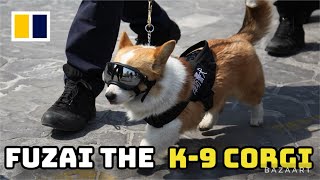 'FUZAI' THE ONLY CORGI ON THE POLICE FORCE IN THIS COUNTRY!
