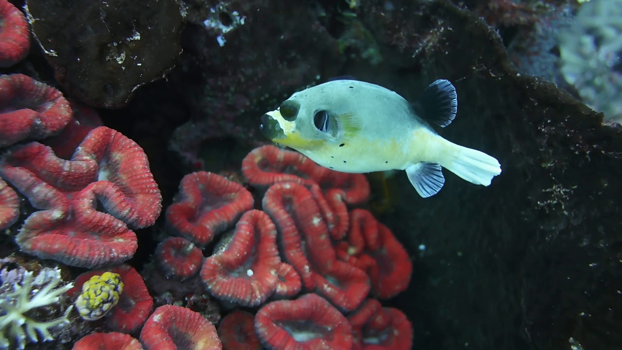 Fish Gagging Carrot at Tom Collins blog