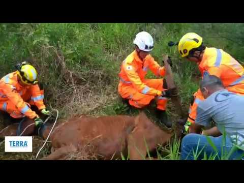 Bombeiros resgatam cavalo atolado em lama