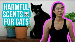 What scents are harmful for your cat?