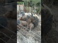 Porcos criados de maneira rústica