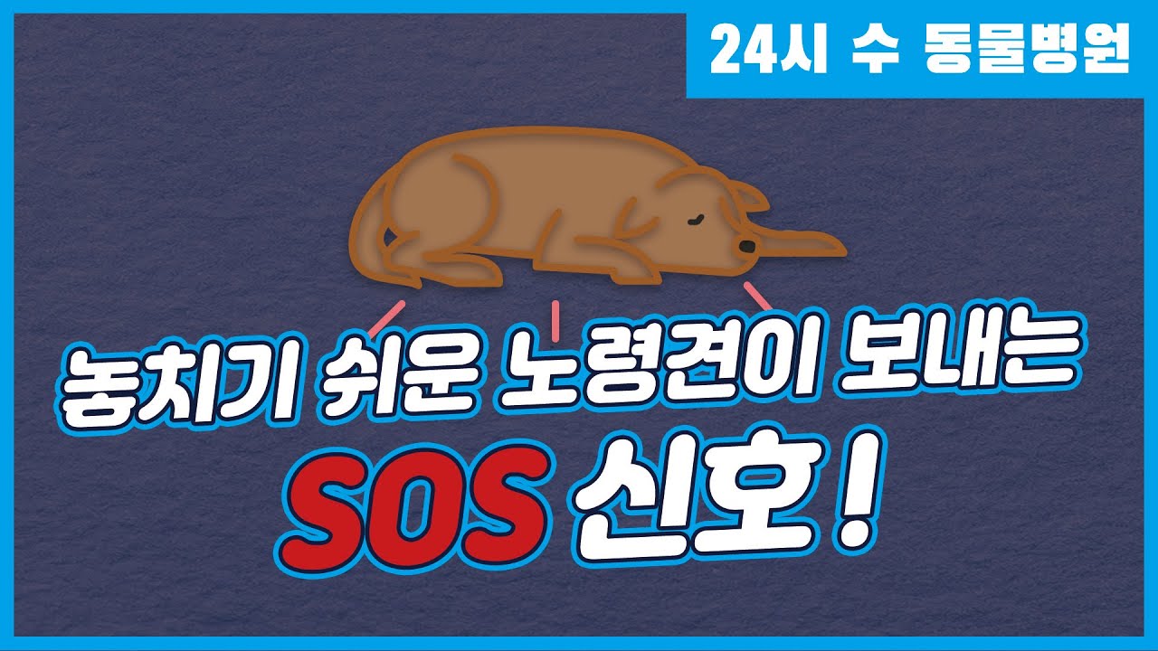 놓치기 쉬운 노령견의 SOS 신호 3가지 [24시수동물병원]