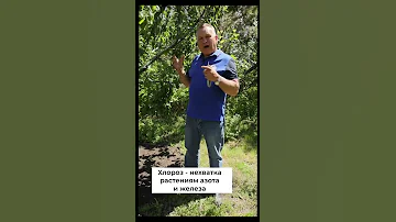 Защитите плодовые деревья! Чем обработать желтые листья? #shorts
