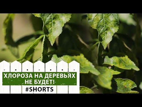 Video: Gube li stabla johe lišće?