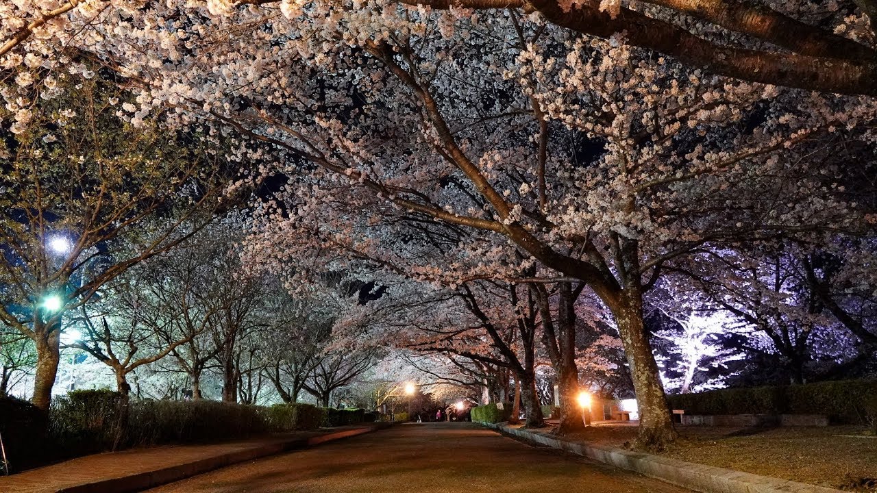 4K)京都桜名所2018・七谷川 和らぎの道 夜桜ライトアップ - SAKURA