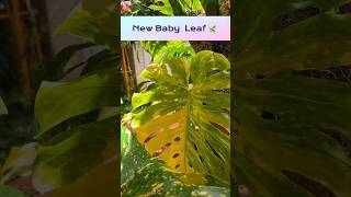 Monstera Deliciosa ,Variegated Leaf. #miami #orchid #plants #Monstera #Deliciosa #ThaiConstellation