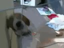 What Does My Doggie Do -- Accardi/Gold