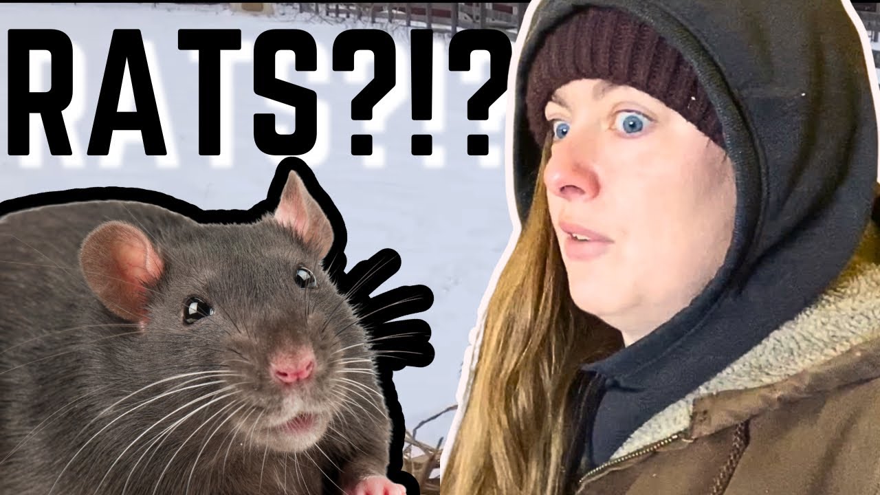 We Have A Rat Problem During the Polar Vortex?!?!  Pride = Management Disasters!!!