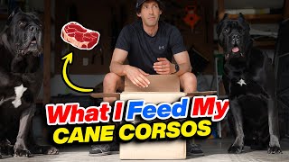 Raw I Feed My Cane Corsos - Living With Cane Corsos Ep. 01 Resimi